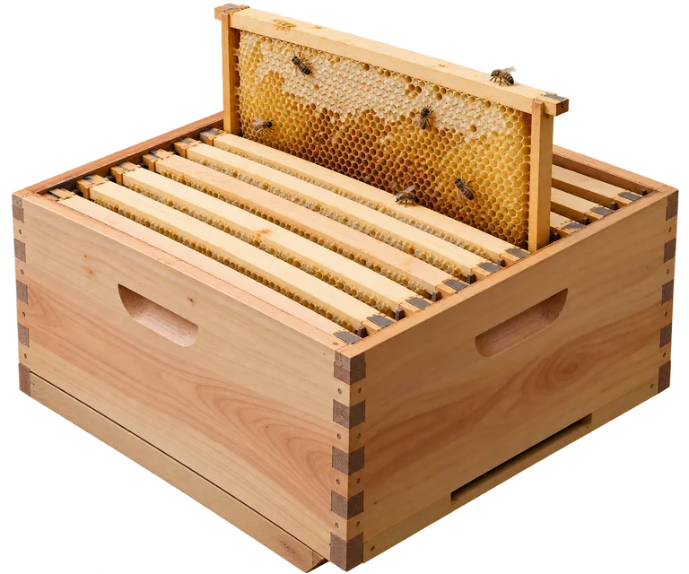 Wooden Langstroth hive box with a removable comb frame lifted for inspection